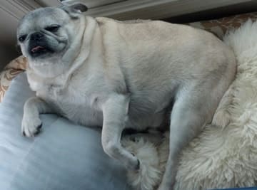 Fetter-mops