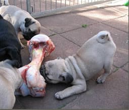 Mops-Barf