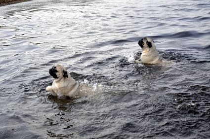 Möpse beim Schwimmen