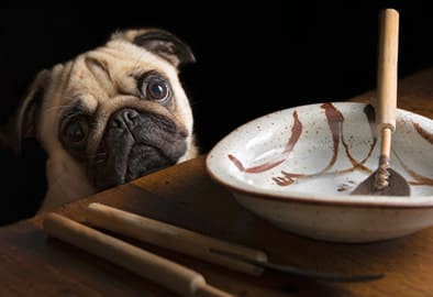 Hund-bettelt-am-Tisch