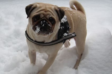 Mops-im-Schnee