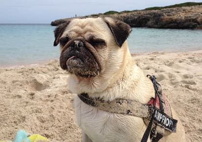 Mops-im-Urlaub-am-Strand