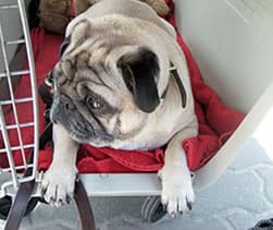 Mops-in-Transportbox