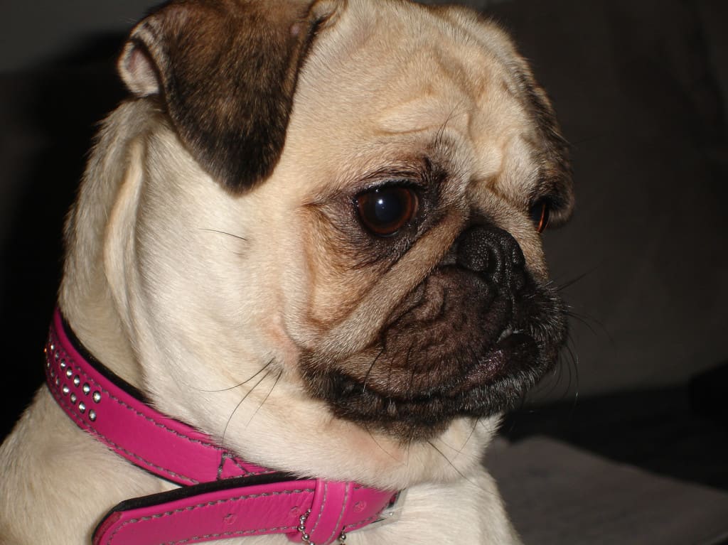 Mops-soziales-verhalten