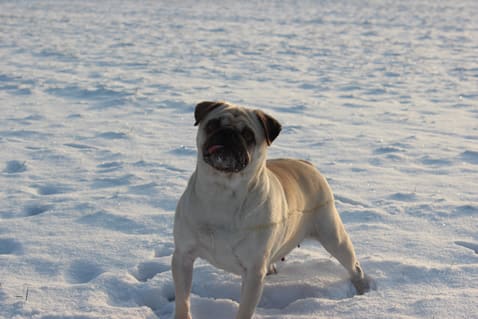 Hund-spielt-im-Schnee