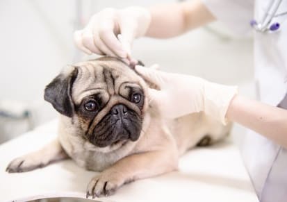 Ohrenpflege beim Tierarzt