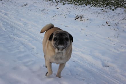 gealteter-mops-im-schnee