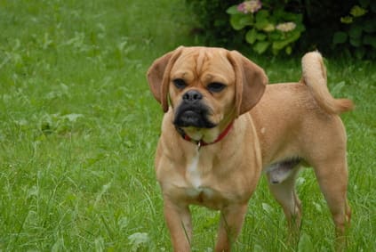 Ausgewachsener Puggle auf Rasen