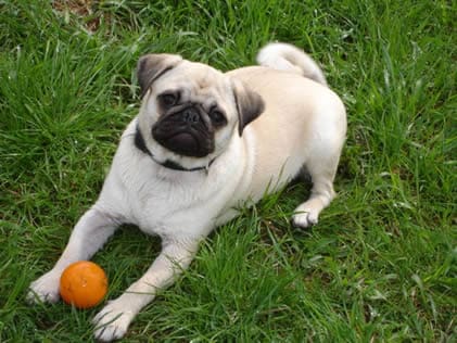 Mops-spielt-mit-Ball