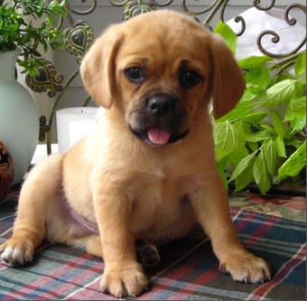 Puggle