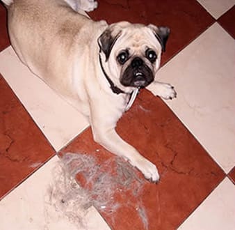 Mops Haare – Entfernen und damit leben